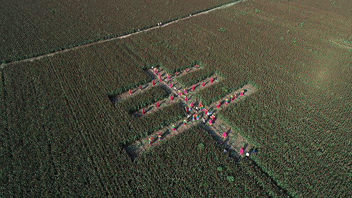 秋收的中國(guó)，你想象不到的美！但更美的是&hellip;&hellip;