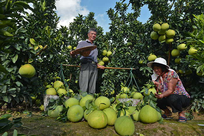 秋收的中國(guó)，你想象不到的美！但更美的是&hellip;&hellip;