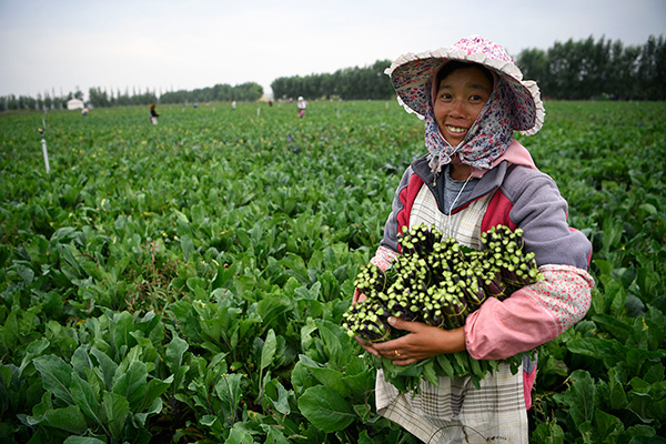 秋收的中國(guó)，你想象不到的美！但更美的是&hellip;&hellip;
