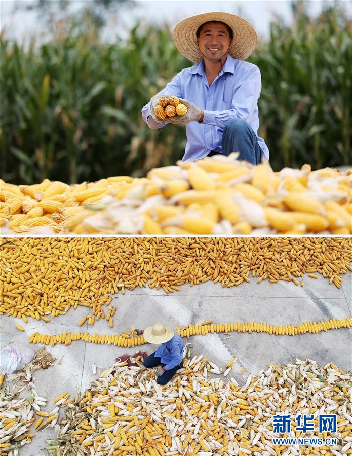 #（新華全媒頭條&middot;圖文互動(dòng)）（11）最年輕的節(jié)日 最悠久的牽念&mdash;&mdash;寫給首個(gè)中國(guó)農(nóng)民豐收節(jié)