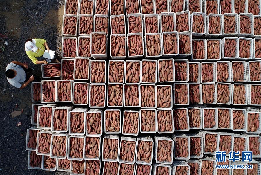 （新華全媒頭條&middot;聚焦鄉(xiāng)村振興戰(zhàn)略規(guī)劃&middot;圖文互動）（11）推進(jìn)鄉(xiāng)村振興的行動指南&mdash;&mdash;解讀鄉(xiāng)村振興戰(zhàn)略首個五年規(guī)劃亮點(diǎn)