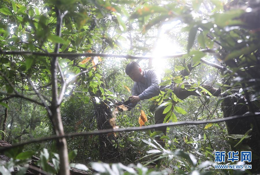 （新華全媒頭條&middot;圖文互動）（7）歸來的雨林 