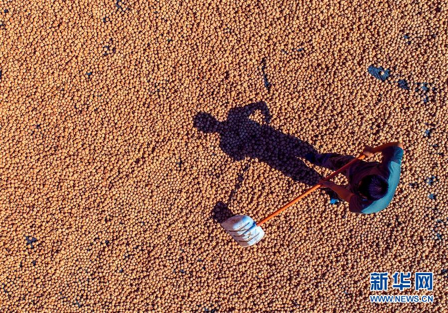 （在習(xí)近平新時(shí)代中國(guó)特色社會(huì)主義思想指引下&mdash;&mdash;新時(shí)代新作為新篇章&middot;鄉(xiāng)村振興戰(zhàn)略&middot;圖文互動(dòng)）（2）&ldquo;小山貨&rdquo;成為&ldquo;黃金果&rdquo;&mdash;&mdash;河北涉縣山核桃&ldquo;抱團(tuán)發(fā)展&rdquo;贏市場(chǎng)