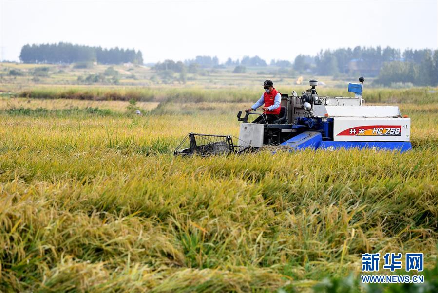 （新華全媒頭條&middot;壯闊東方潮　奮進(jìn)新時(shí)代&mdash;&mdash;慶祝改革開放40年&middot;圖文互動(dòng)）（9）小崗，與時(shí)代同行&mdash;&mdash;&ldquo;中國農(nóng)村改革第一村&rdquo;40年變遷的改革啟示