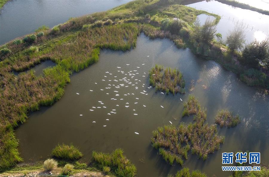 （圖文互動&middot;百城百縣百企調(diào)研行）（5）&ldquo;濕地?？?rdquo;的生態(tài)文明建設(shè)實踐