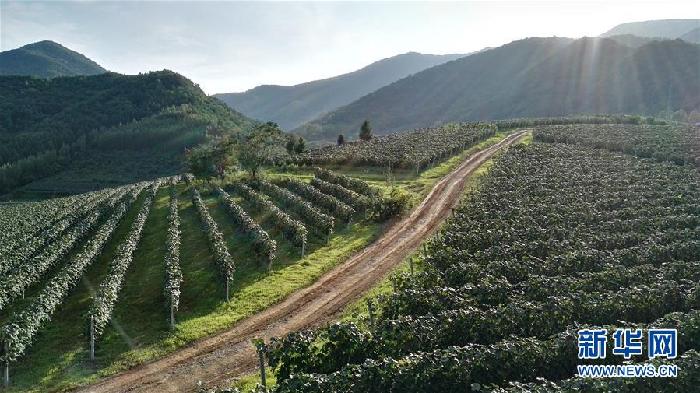 （百城百縣百企調(diào)研行&middot;圖文互動）（7）吉林集安：邊陲&ldquo;綠色明珠&rdquo;為何如此閃亮？