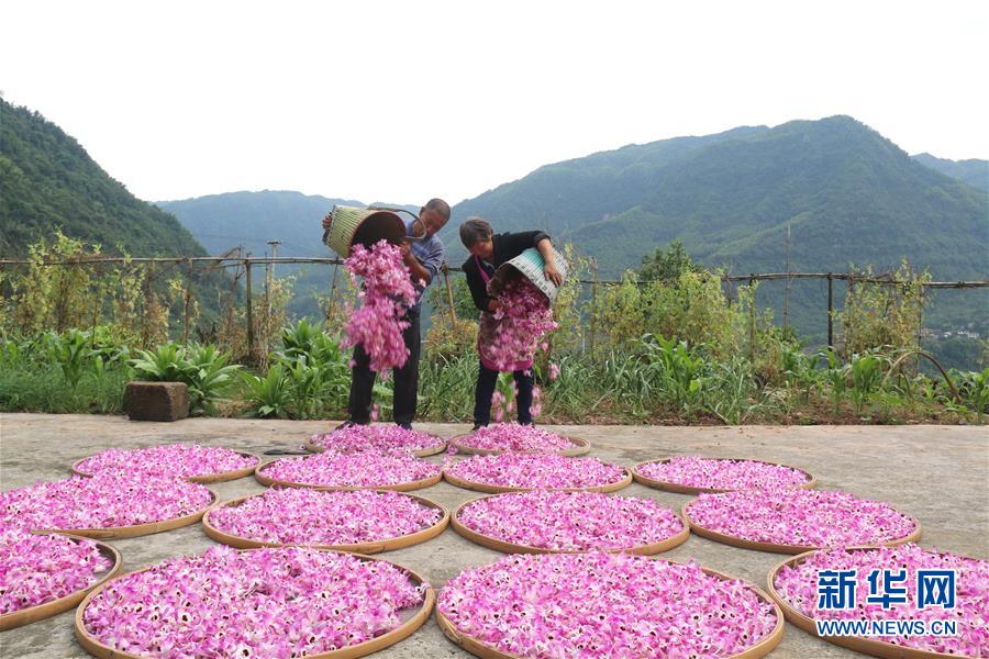 (在習(xí)近平新時(shí)代中國特色社會(huì)主義思想指引下·慶祝改革開放40周年·綠色發(fā)展·圖文互動(dòng))(3)吹盡狂沙始到金——綠色發(fā)展之“金”的故事