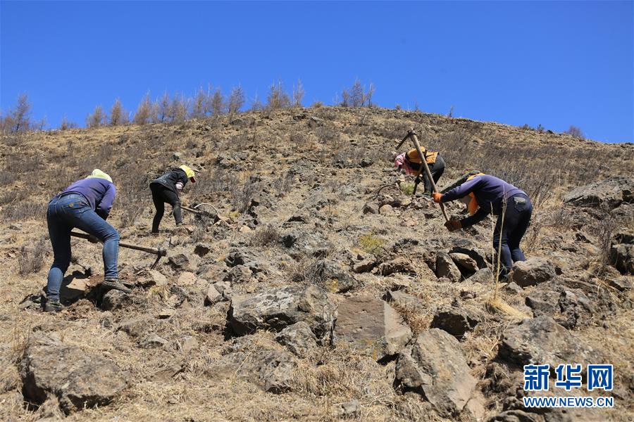 （新華全媒頭條&middot;圖文互動(dòng)）（8）那一抹綠色，走進(jìn)越來(lái)越多人心里&mdash;&mdash;河北塞罕壩續(xù)寫新時(shí)代綠色傳奇