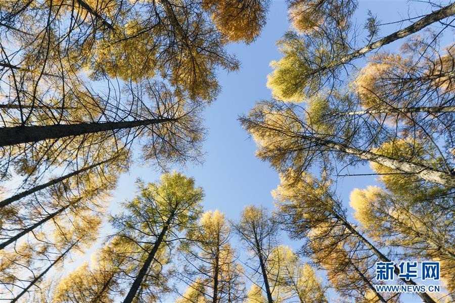 （新華全媒頭條&middot;圖文互動(dòng)）（9）那一抹綠色，走進(jìn)越來(lái)越多人心里&mdash;&mdash;河北塞罕壩續(xù)寫新時(shí)代綠色傳奇