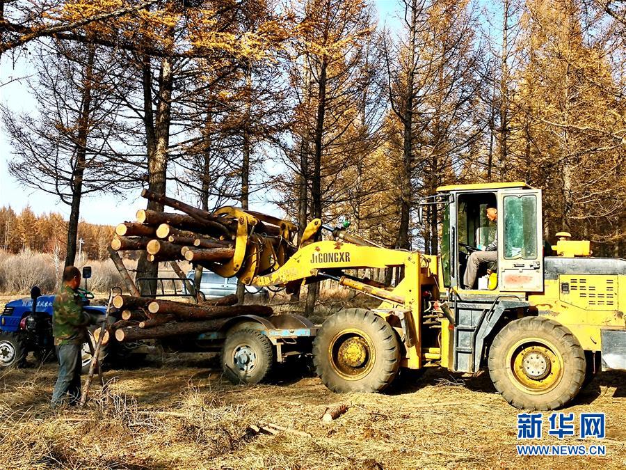 （新華全媒頭條&middot;圖文互動(dòng)）（7）那一抹綠色，走進(jìn)越來(lái)越多人心里&mdash;&mdash;河北塞罕壩續(xù)寫新時(shí)代綠色傳奇