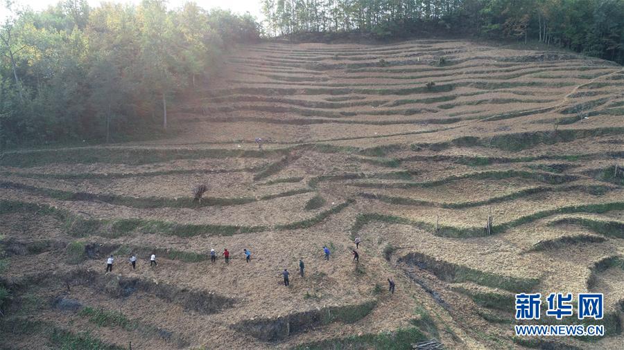 (在習近平新時代中國特色社會主義思想指引下·慶祝改革開放40周年·共享發(fā)展·圖文互動)(2)“浙江親人”請心安 白茶苗已種滿山——浙江安吉捐贈四川青川白茶苗種植地探訪