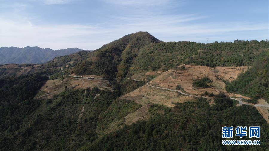 (在習近平新時代中國特色社會主義思想指引下·慶祝改革開放40周年·共享發(fā)展·圖文互動)(4)“浙江親人”請心安 白茶苗已種滿山——浙江安吉捐贈四川青川白茶苗種植地探訪