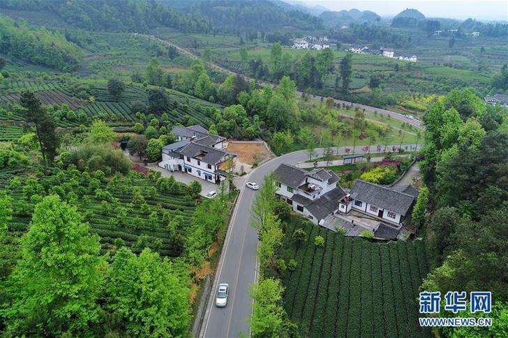 (百城百縣百企調(diào)研行·圖文互動)(3)貴州湄潭:綠浪淘心 茶富萬民