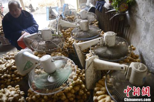 資料圖：山西太原蔬菜批發(fā)市場(chǎng)，姜販用多臺(tái)電風(fēng)扇風(fēng)干新鮮潮濕的生姜。<a target='_blank' ><p  align=