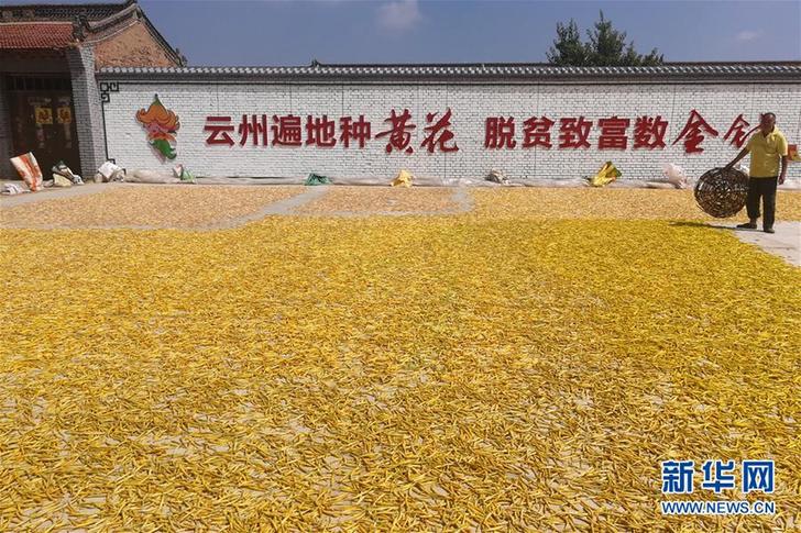 （在習(xí)近平新時代中國特色社會主義思想指引下&mdash;&mdash;新時代新作為新篇章&middot;鄉(xiāng)村振興戰(zhàn)略&middot;圖文互動）（2）一株忘憂草，萬家喜眉梢&mdash;&mdash;山西省大同市云州區(qū)黃花產(chǎn)業(yè)扶貧觀察