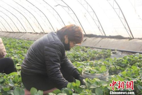 正值隆冬時節(jié)，山西省長治市長子縣天寒地凍，最低氣溫已有零下十幾度，當?shù)氐氖卟舜笈飪葏s&ldquo;春意盎然&rdquo;、生機勃勃?！⊥蹙S寧 攝