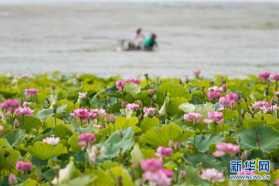 （在習(xí)近平新時(shí)代中國(guó)特色社會(huì)主義思想指引下&mdash;&mdash;新時(shí)代新作為新篇章&middot;圖文互動(dòng)）（9）高原春來(lái)早 云嶺開(kāi)新篇 