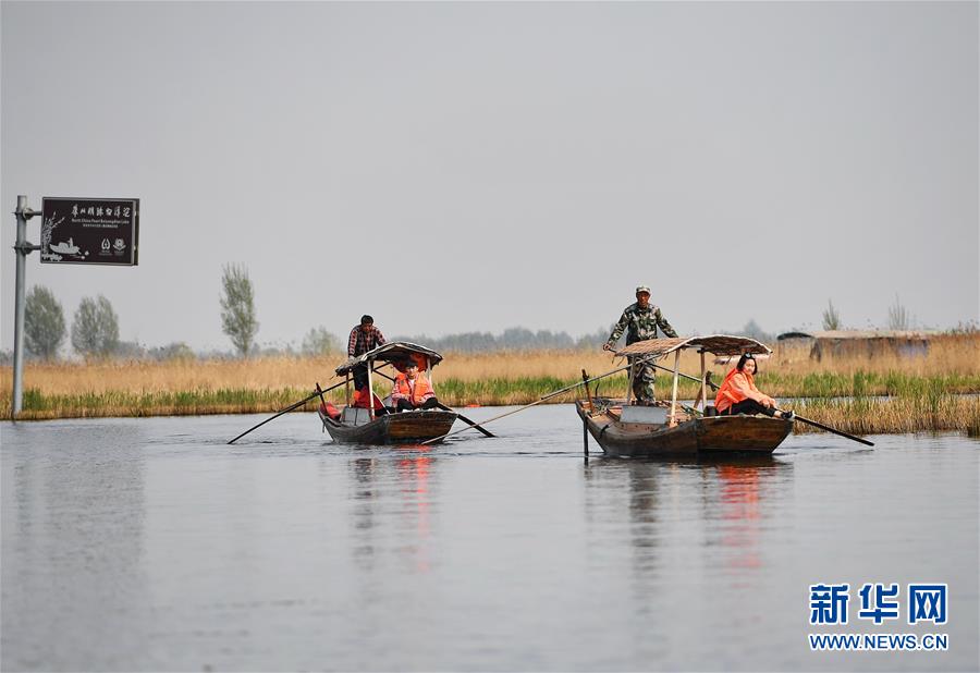 (壯麗70年·奮斗新時(shí)代·圖文互動(dòng))(6)從革命老區(qū)到雄安新區(qū) 白洋淀迎來(lái)新生