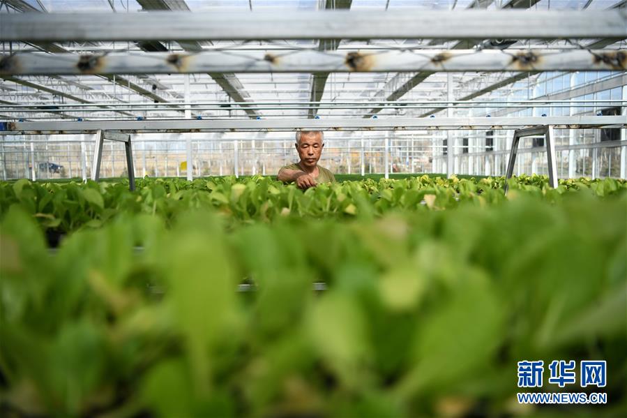 （壯麗70年　奮斗新時代&mdash;&mdash;推動高質(zhì)量發(fā)展調(diào)研行&middot;圖文互動）（3）黑龍江賓縣：&ldquo;北菜南銷&rdquo;演繹結(jié)構(gòu)調(diào)整&ldquo;大文章&rdquo; 