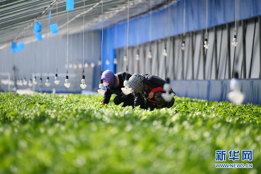 （壯麗70年　奮斗新時代&mdash;&mdash;推動高質(zhì)量發(fā)展調(diào)研行&middot;圖文互動）（4）黑龍江賓縣：&ldquo;北菜南銷&rdquo;演繹結(jié)構(gòu)調(diào)整&ldquo;大文章&rdquo; 