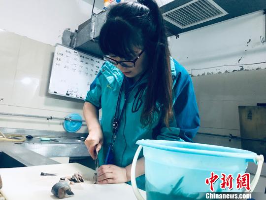 于雅麗在餌料操作間，準(zhǔn)備著動(dòng)物們的食物?！“瑧c龍 攝