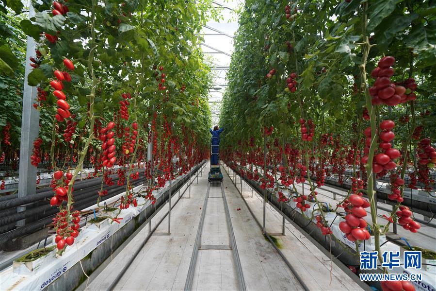 （壯麗70年&middot;奮斗新時(shí)代&middot;圖文互動(dòng)）（12）山東壽光：一棵&ldquo;菜&rdquo;興一座城 