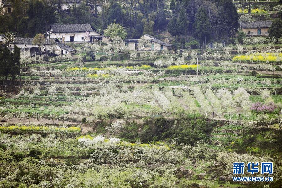 （在習(xí)近平新時代中國特色社會主義思想指引下&mdash;&mdash;新時代新作為新篇章）（7）重慶巫山：&ldquo;生態(tài)寶貝&rdquo;變身&ldquo;搖錢樹&rdquo;