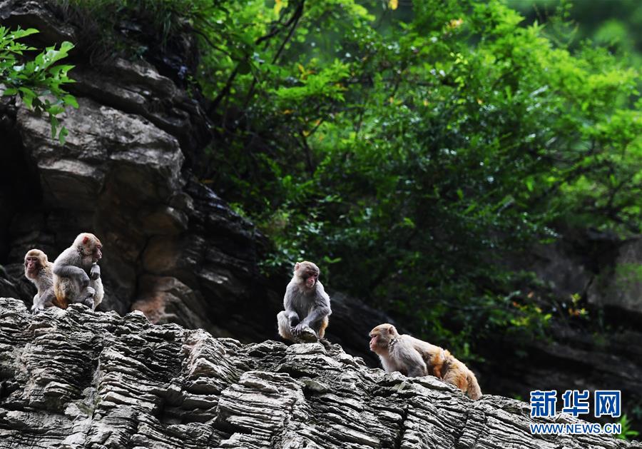 （在習(xí)近平新時代中國特色社會主義思想指引下&mdash;&mdash;新時代新作為新篇章）（5）重慶巫山：&ldquo;生態(tài)寶貝&rdquo;變身&ldquo;搖錢樹&rdquo;
