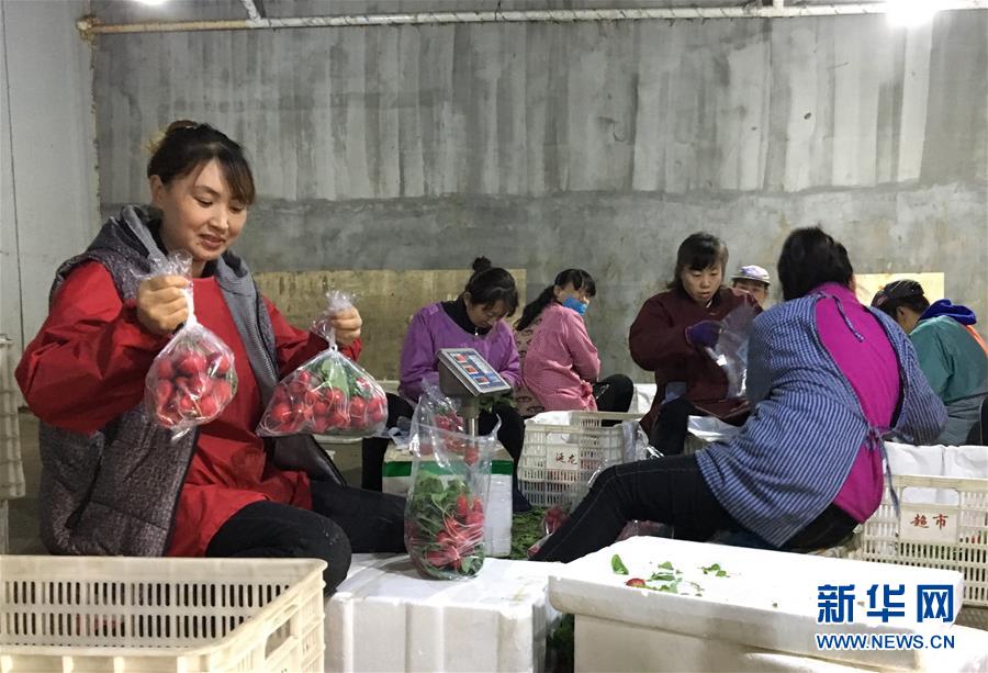 (在習近平新時代中國特色社會主義思想指引下——新時代新作為新篇章·圖文互動)(2)牡丹江:小果蔬透著三種“范兒”