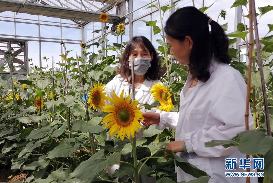 （在習(xí)近平新時(shí)代中國特色社會主義思想指引下&mdash;&mdash;新時(shí)代新作為新篇章&middot;圖文互動）走自主研發(fā)之路：中國食葵打敗&ldquo;洋&rdquo;種子