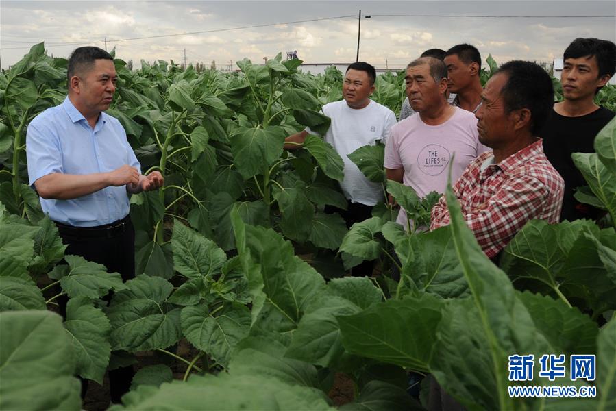 （愛(ài)國(guó)情 奮斗者&middot;圖片互動(dòng)）（4）張永平：像打造&ldquo;中國(guó)芯&rdquo;一樣打造&ldquo;中國(guó)葵&rdquo;