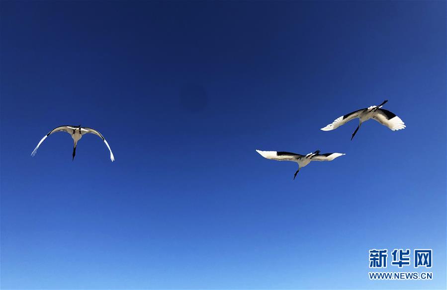 （在習(xí)近平新時代中國特色社會主義思想指引下&mdash;&mdash;新時代新作為新篇章&middot;圖文互動）（3）從&ldquo;人鳥爭食&rdquo; 到&ldquo;人鶴和諧&rdquo;&mdash;&mdash;濕地生態(tài)保護(hù)的&ldquo;扎龍?zhí)剿?rdquo;