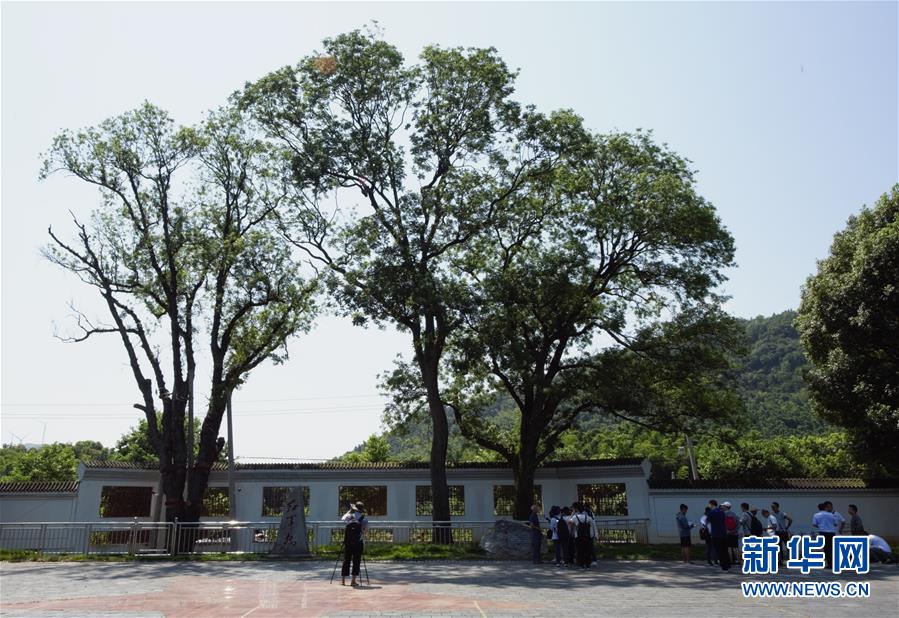 （壯麗70年&middot;奮斗新時代&mdash;&mdash;記者再走長征路&middot;圖文互動）（6）&ldquo;紅軍樹&rdquo;下憶初心、守初心