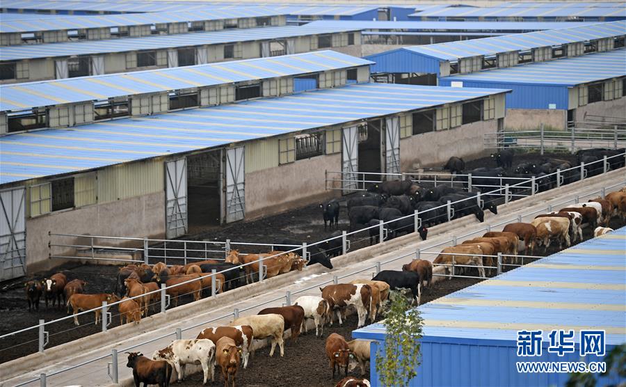 （壯麗70年&middot;奮斗新時代&mdash;&mdash;共和國發(fā)展成就巡禮&middot;圖文互動）（11）生態(tài)美、百姓富&mdash;&mdash;品讀嶄新&ldquo;寧夏畫卷&rdquo;