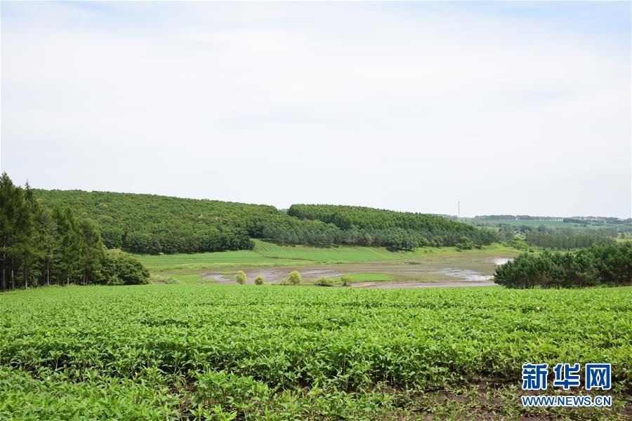 （在習(xí)近平新時(shí)代中國特色社會(huì)主義思想指引下&mdash;&mdash;新時(shí)代新作為新篇章&middot;圖文互動(dòng)）（2）向林木要錢，讓綠樹生金&mdash;&mdash;黑龍江省拜泉縣發(fā)展綠色經(jīng)濟(jì)助脫貧