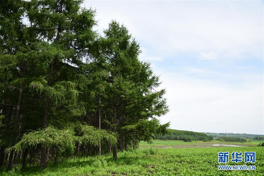 （在習(xí)近平新時(shí)代中國特色社會(huì)主義思想指引下&mdash;&mdash;新時(shí)代新作為新篇章&middot;圖文互動(dòng)）（1）向林木要錢，讓綠樹生金&mdash;&mdash;黑龍江省拜泉縣發(fā)展綠色經(jīng)濟(jì)助脫貧