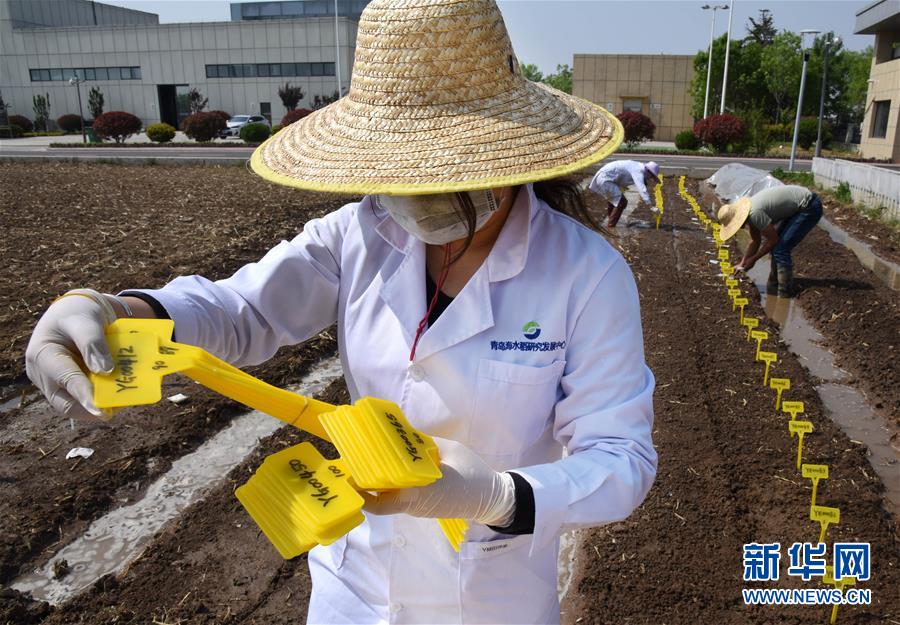 (壯麗70年·奮斗新時(shí)代——共和國(guó)發(fā)展成就巡禮)(10)看今朝齊風(fēng)魯韻 七十載芳華正勁——新中國(guó)成立以來(lái)山東領(lǐng)先發(fā)展紀(jì)實(shí)