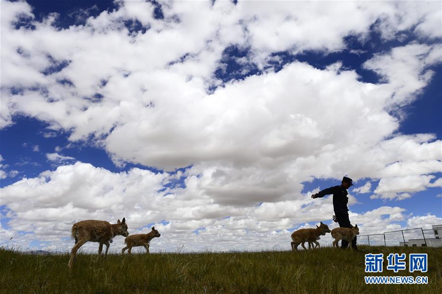 （今日關(guān)注&middot;第一屆國家公園論壇&middot;圖文互動(dòng)）（5）首個(gè)國家公園什么樣？專家?guī)阆?ldquo;睹&rdquo;為快
