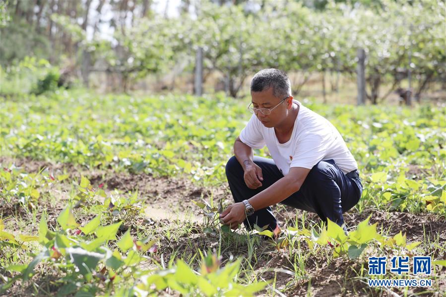 （不忘初心、牢記使命&middot;圖文互動(dòng)）（4）&ldquo;上天入地&rdquo;也要帶領(lǐng)鄉(xiāng)親脫貧&mdash;&mdash;記廣東那毛村駐村第一書(shū)記彭彬