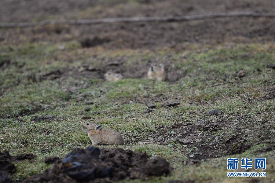 （新華全媒頭條&middot;圖文互動(dòng)）（11）確保&ldquo;中華水塔&rdquo;碧水東流&mdash;&mdash;中國三江源生態(tài)保護(hù)報(bào)告