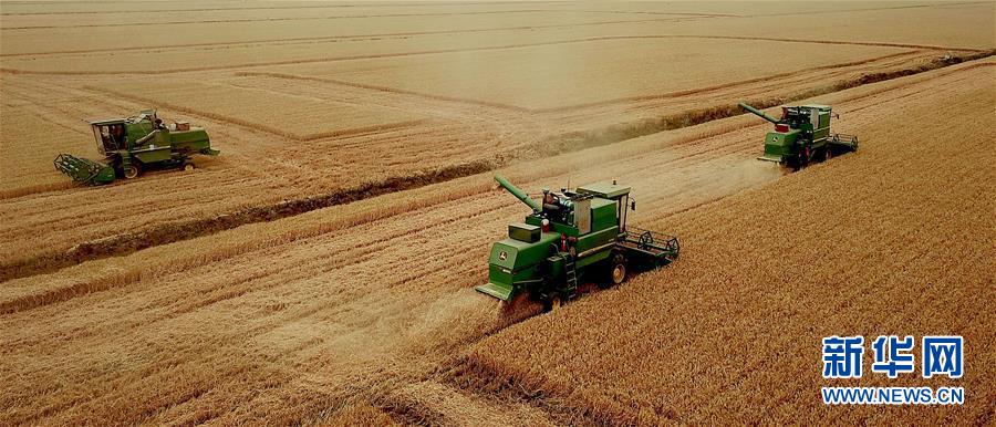 (新華全媒頭條·圖文互動(dòng))(1)大國(guó)糧倉(cāng)的新時(shí)代交響——河南農(nóng)業(yè)70年觀(guān)察