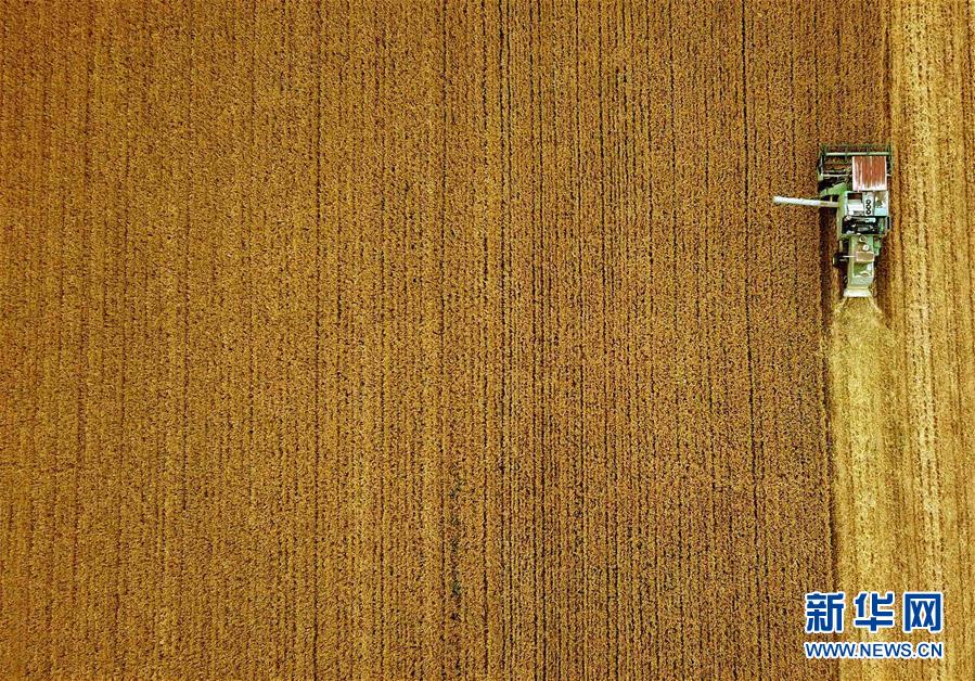 (新華全媒頭條·圖文互動(dòng))(7)大國(guó)糧倉(cāng)的新時(shí)代交響——河南農(nóng)業(yè)70年觀(guān)察