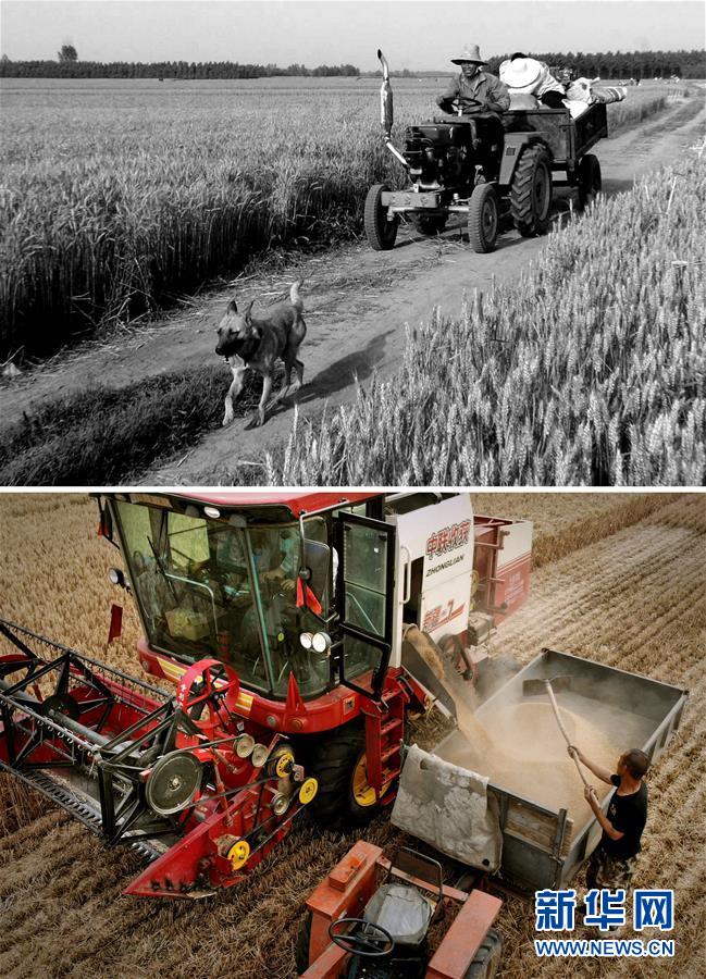 (新華全媒頭條·圖文互動(dòng))(8)大國(guó)糧倉(cāng)的新時(shí)代交響——河南農(nóng)業(yè)70年觀(guān)察