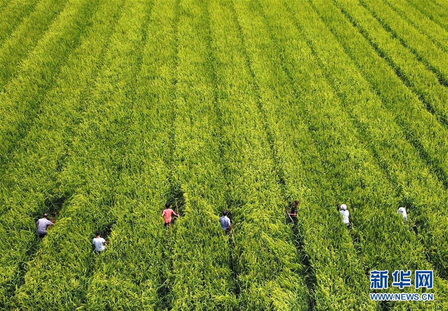 （全面深化改革&middot;圖文互動(dòng)）（1）&ldquo;減&rdquo;出效益 &ldquo;融&rdquo;出特色 &ldquo;服&rdquo;出動(dòng)力&mdash;&mdash;貴州推進(jìn)農(nóng)村產(chǎn)業(yè)結(jié)構(gòu)調(diào)整觀察