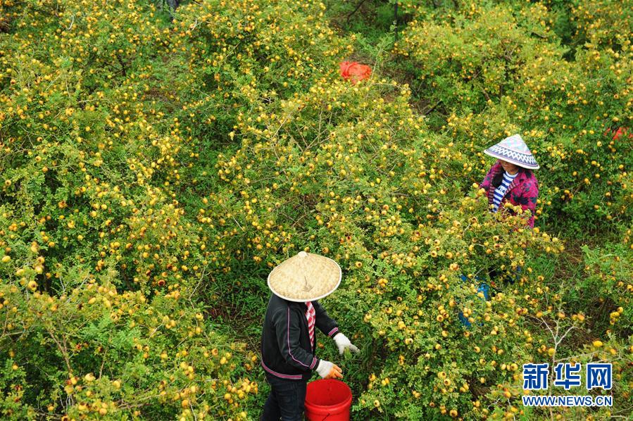 （全面深化改革&middot;圖文互動(dòng)）（4）&ldquo;減&rdquo;出效益 &ldquo;融&rdquo;出特色 &ldquo;服&rdquo;出動(dòng)力&mdash;&mdash;貴州推進(jìn)農(nóng)村產(chǎn)業(yè)結(jié)構(gòu)調(diào)整觀察