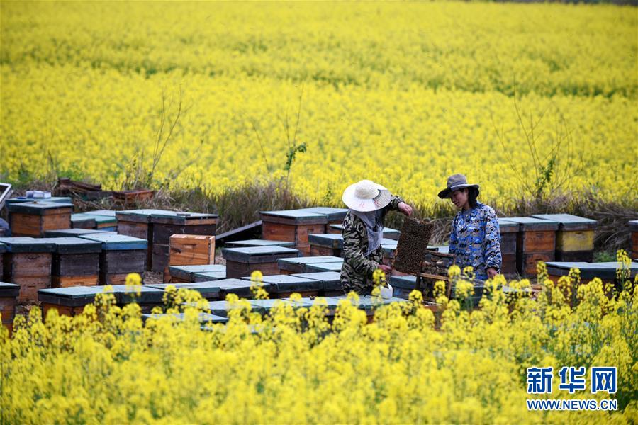 （全面深化改革&middot;圖文互動(dòng)）（8）&ldquo;減&rdquo;出效益 &ldquo;融&rdquo;出特色 &ldquo;服&rdquo;出動(dòng)力&mdash;&mdash;貴州推進(jìn)農(nóng)村產(chǎn)業(yè)結(jié)構(gòu)調(diào)整觀察