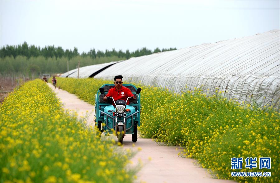 (在習(xí)近平新時(shí)代中國特色社會(huì)主義思想指引下——新時(shí)代新作為新篇章·總書記關(guān)心的百姓身邊事·圖文互動(dòng))(3)“農(nóng)”字頭照樣“大”作為——豐收時(shí)節(jié)看涉農(nóng)高校人才在希望的田野