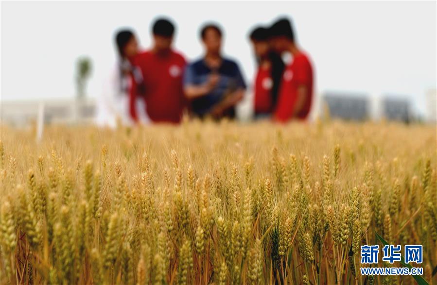 (在習(xí)近平新時(shí)代中國特色社會(huì)主義思想指引下——新時(shí)代新作為新篇章·總書記關(guān)心的百姓身邊事·圖文互動(dòng))(2)“農(nóng)”字頭照樣“大”作為——豐收時(shí)節(jié)看涉農(nóng)高校人才在希望的田野