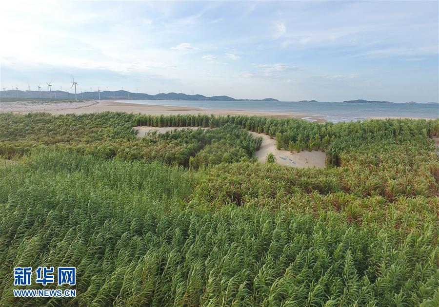 （不忘初心、牢記使命&middot;圖文互動）（2）拳拳寸草心 濃濃報國情&mdash;&mdash;記&ldquo;菌草之父&rdquo;林占熺