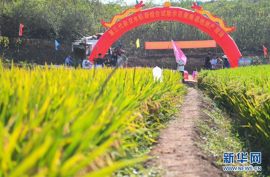 （圖文互動）（1）1046.3公斤！袁隆平第三代雜交水稻首次公開測產